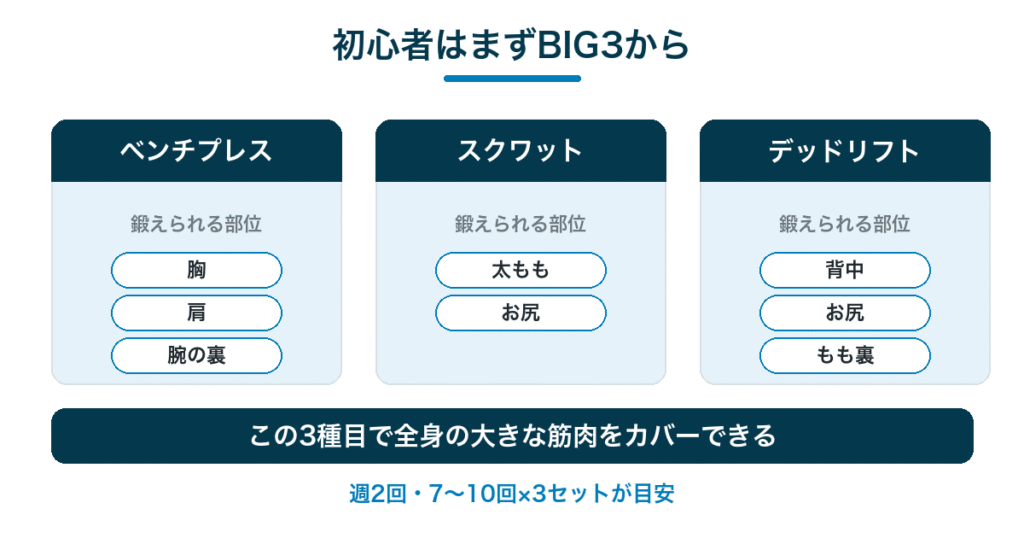 初心者が最初に取り組むBIG3｜ベンチプレス・スクワット・デッドリフトで鍛えられる部位
