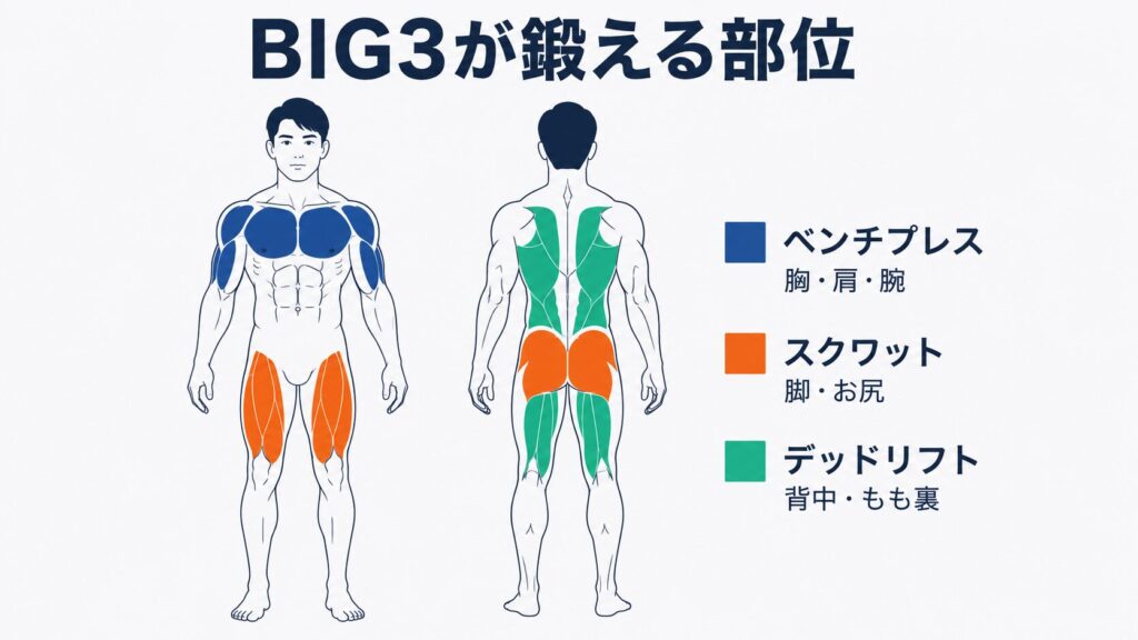 BIG3が鍛える部位を簡潔に示した図解|ベンチプレス・スクワット・デッドリフトの効果範囲