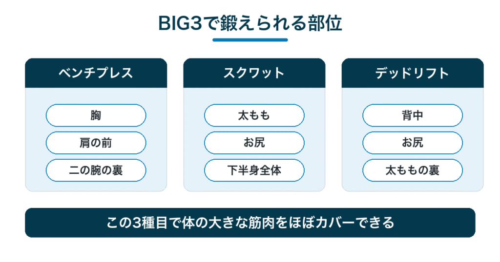 BIG3で鍛えられる部位|ベンチプレスは胸・スクワットは下半身・デッドリフトは背中と全身